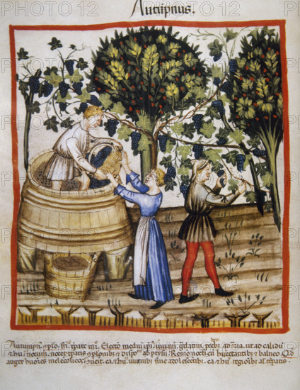 Autumn: Grape harvest and winemaking, 14th century. Creator: Unknown.