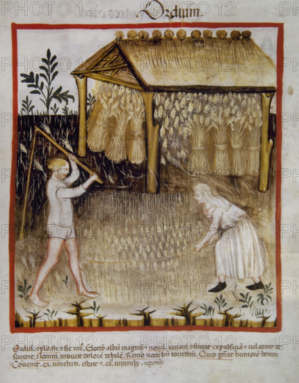 Barley, 14th century. Creator: Unknown.