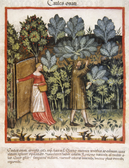 Cabbages, 14th century. Creator: Unknown.