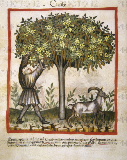 Carob, 14th century. Creator: Unknown.