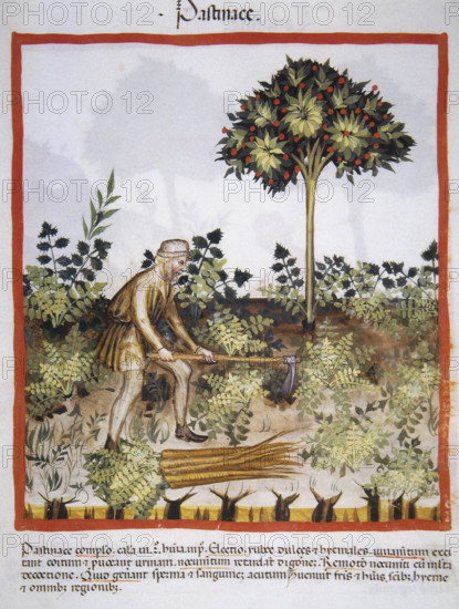 Carrots, 14th century. Creator: Unknown.