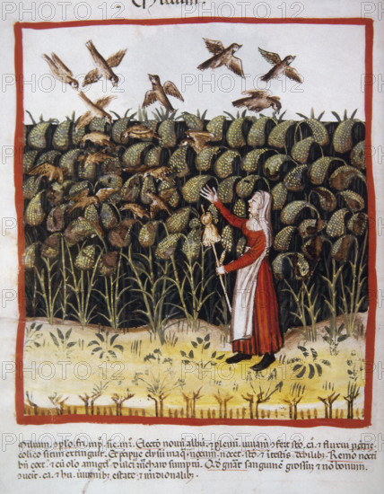 Corn, 14th century. Creator: Unknown.