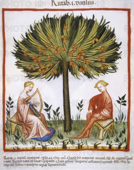 Date palm, 14th century. Creator: Unknown.