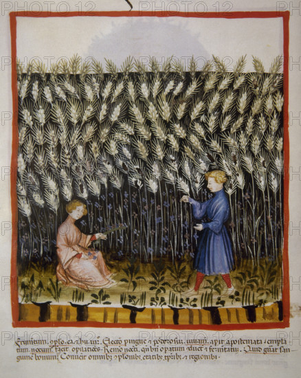 Durum wheat, 14th century. Creator: Unknown.