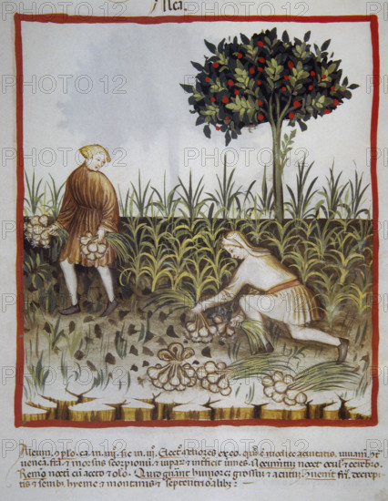Garlic, 14th century. Creator: Unknown.