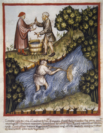 Lampreys, 14th century. Creator: Unknown.