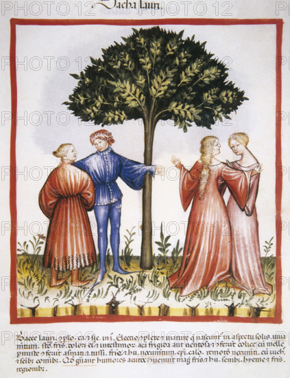 Laurel berries, 14th century. Creator: Unknown.