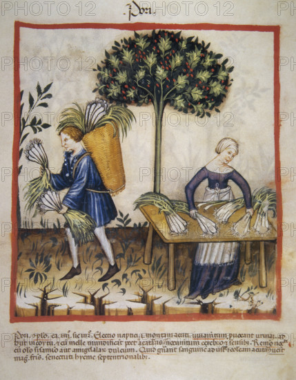Leeks, 14th century. Creator: Unknown.