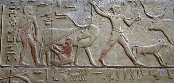 Cattle raising / Milking a cow, polychrome relief, Mastaba of Kagemni, Saqqara, Egypt, 2003. Creator: Unknown.