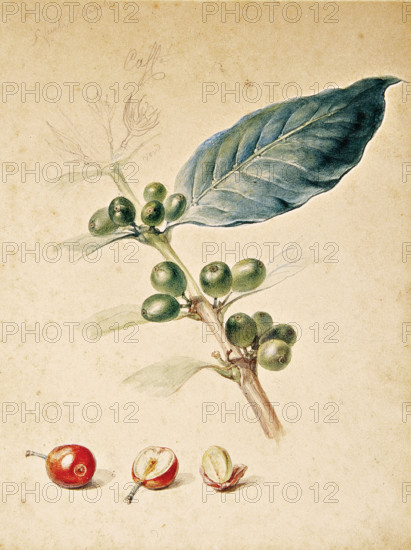 Coffee, c1818. Creator: Debret, Jean-Baptiste (1768-1848).