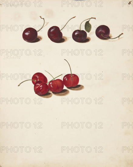 Study of Cherries, 1751. Creator: Fosie, Johanna Marie (1726-1764).