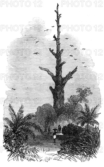 The Ashantee War: tree on the road to Inquabim - from a sketch by our special artist, 1874. Creator: Unknown.