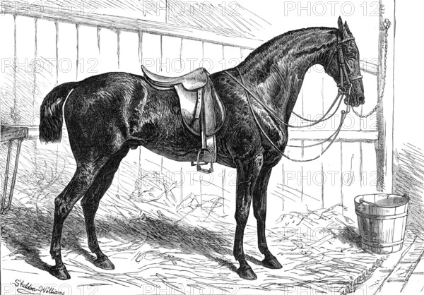 The Horse Show at the Agricultural Hall, Islington: the Prince of Wales's Park Cob, "Bob", 1874. Creator: Unknown.