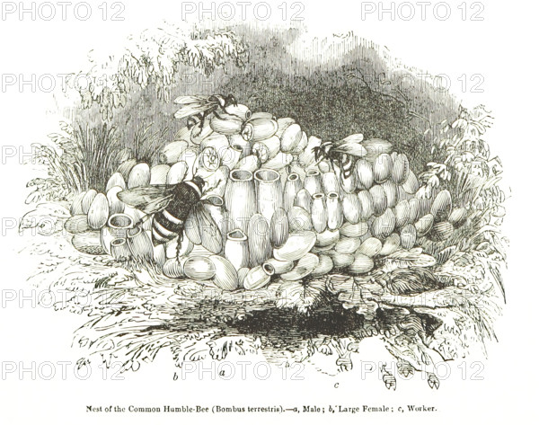 Nest of the Common Humble-Bee (Bombus terrestris), 1850. Creator: Unknown.