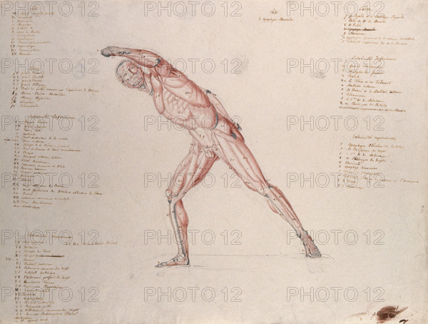 Myologic structure of the 'Borghese Gladiator' statue: the figure is presented as an écorché,(1833?) Creator: Johann Conrad Zeller.
