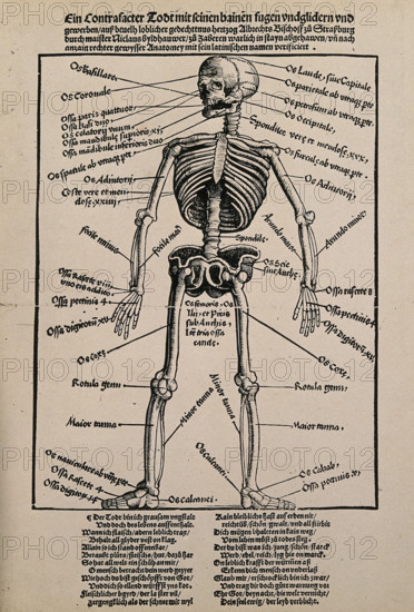 A human skeleton, seen from the front, with labels giving the latin names of the bones, 1517.