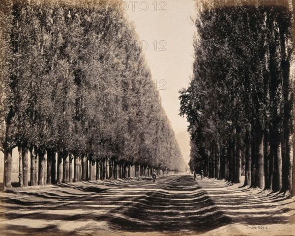 Srinagar, Kashmir: a dense poplar avenue, between 1800 and 1899. Creator: Samuel Bourne.