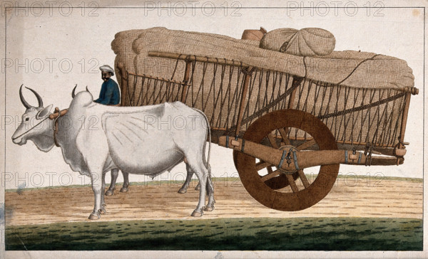 A man driving a loaded bullock cart, (between 1800 and 1899?). Creator: Unknown.