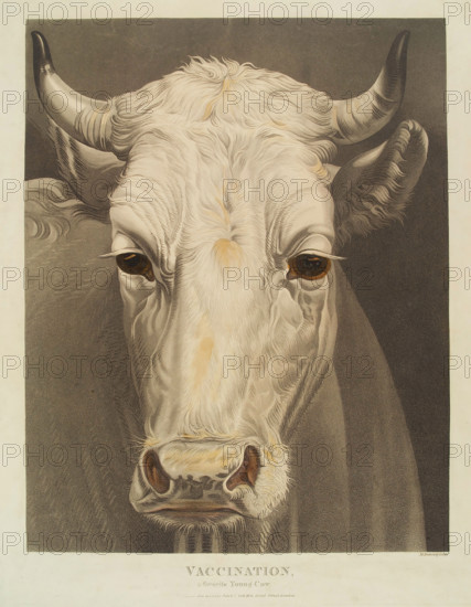 A cow named "Vaccination", 1810. Creator: Matthew Dubourg.
