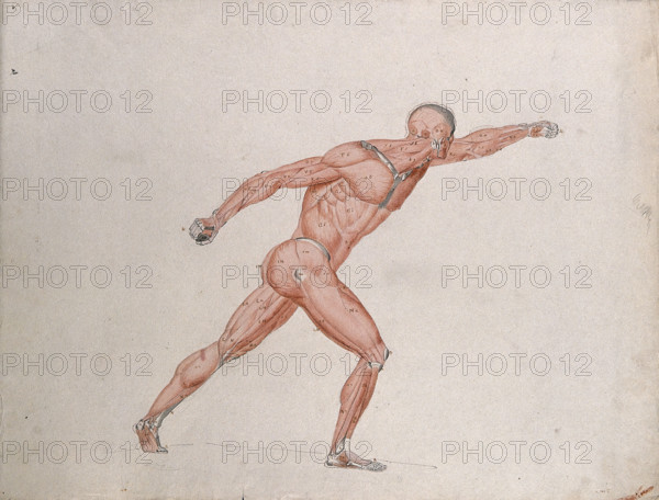 Skeletal and myologic structure of the 'Borghese Gladiator' statue: the figure is..., (1833?). Creator: Johann Conrad Zeller.