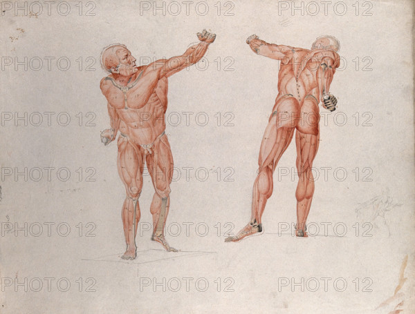 Skeletal and myologic structure of the 'Borghese Gladiator' statue: two figures..., (1833?). Creator: Johann Conrad Zeller.