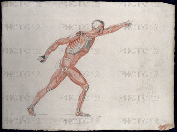 Skeletal and myologic structure of the 'Borghese Gladiator' statue: the figure is..., (1833?). Creator: Johann Conrad Zeller.