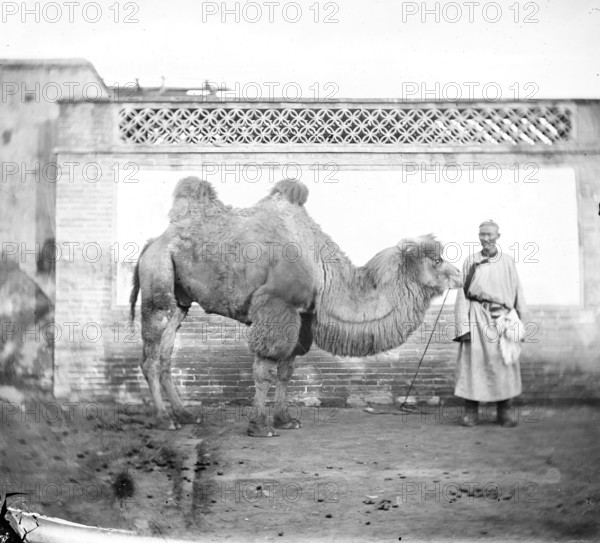Peking, Pechili province, China: a camel with its owner, 1871. Creator: John Thomson.