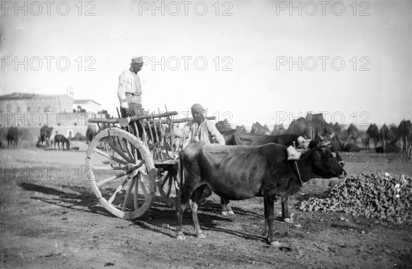 Cyprus, 1878. Creator: John Thomson.