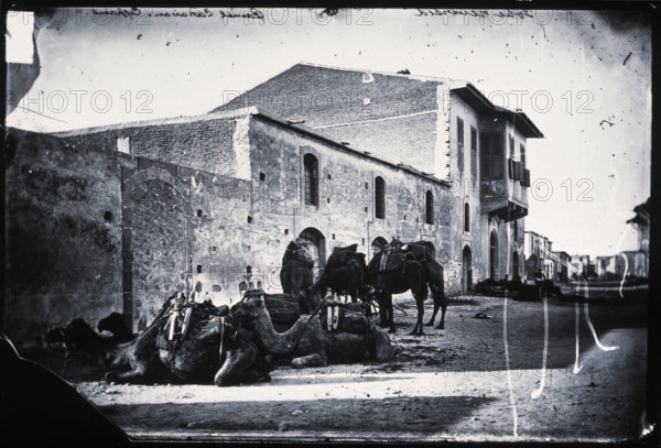 Cyprus, a camel caravan,  1981 (from a negative of 1878). Creator: John Thomson.