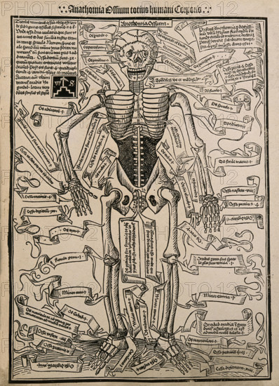 A skeleton, seen from the front, with labels giving the latin names of the bones, 1501 (20th cent). Creator: Unknown.