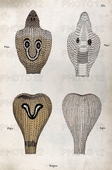 Two poisonous snakes (Indian cobras): four figures showing the snakes' hoods, seen from..., 1795. Creator: Patrick Russell.
