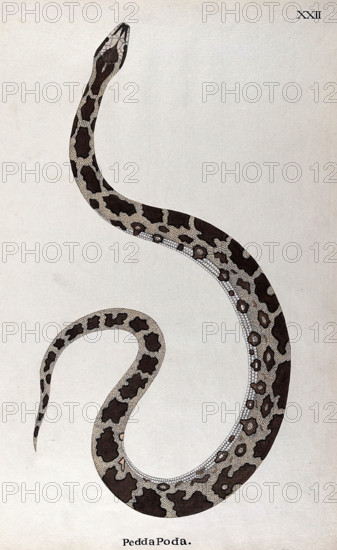 A snake, pale buff in colour, with dark brown patches edged in white and a white underbelly, 1795. Creator: Patrick Russell.