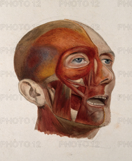 An écorché head of a man: three-quarter view, showing the right-hand side of the head..., 1833. Creator: Johann Conrad Zeller.