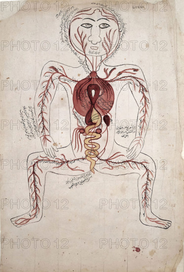 The viscera and the arterial system, (between 1800 and 1899?). Creator: Unknown.