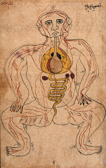The viscera and the venous system, (between 1800 and 1899?). Creator: Unknown.