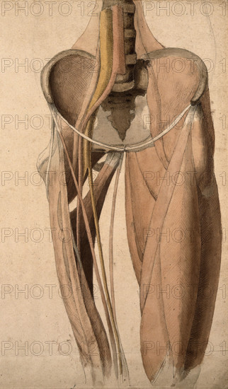 Muscles, bones and blood-vessels (?) of the pelvis, 1815. Creator: Charles Landseer.