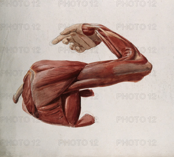 Dissection showing the muscles of the arm and shoulder, back view, with elbow and wrist..., (1833?). Creator: Johann Conrad Zeller.