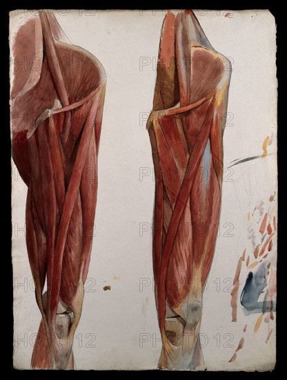 Two dissections showing the muscles of the thigh, hip, pelvis and knee, (1833?). Creator: Johann Conrad Zeller.