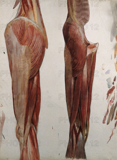 Two dissections showing the muscles of the thigh, hip, pelvis and knee, (1833?). Creator: Johann Conrad Zeller.