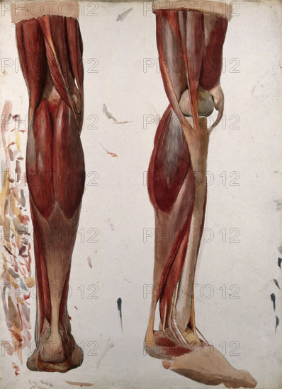 Two dissections showing the muscles of the leg, (1833?). Creator: Johann Conrad Zeller.