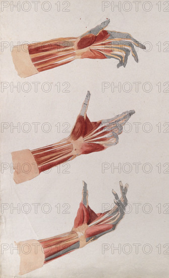 Three dissections of the left hand and wrist, showing the muscles and tendons, (1833?). Creator: Johann Conrad Zeller.