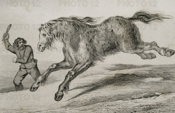 Siberian horse with winter coat, 1839. Creator: Augustin François Lemaitre.