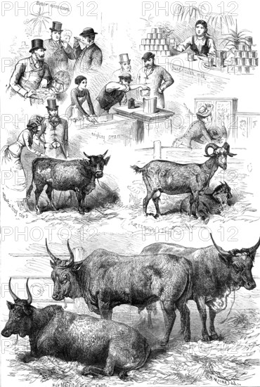 Sketches at the Dairy Show, 1881. Creator: Unknown.