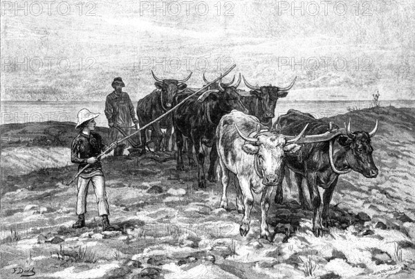 Ploughing on the Sussex Downs, 1881. Creator: William Michael Roberts Quick.