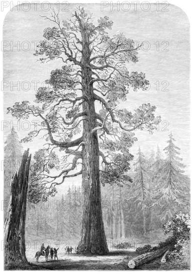 The "Grizzly Giant" of Mariposa, California, 1881. Creator: Unknown.