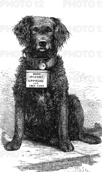 The Southsea and Ryde Collecting Dog "Brake", 1883. Creator: Unknown.