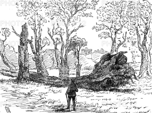 The Great Storm of Wind on Friday week: a tree uprooted near the bridge, Eton, 1881. Creator: Unknown.