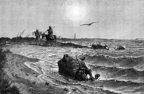The Cholera in Egypt: its source and cause - scene on the shore at Damietta..., 1883. Creator: Unknown.