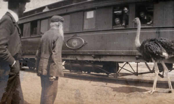 South Africa: two men and an ostrich beside a railway carriage, 1905. Creator: Miss Stower.