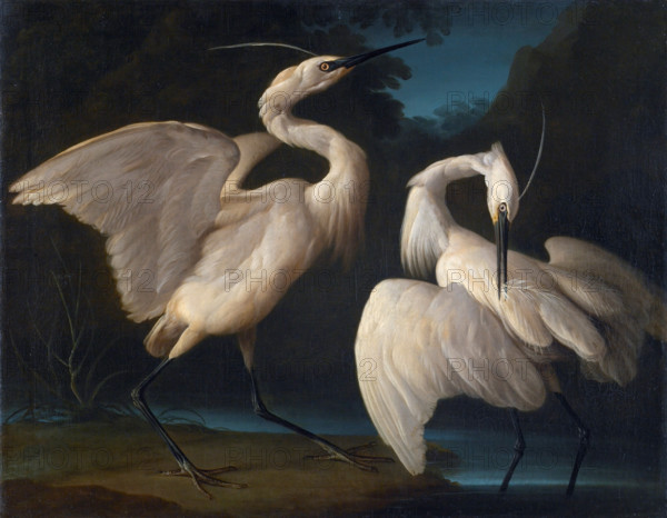 Two Birds, c1730-1740. Creator: Duranti, Giorgio (1683-1768).